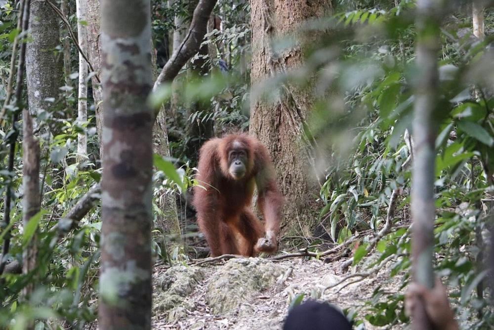 Gino'S Place - Guest House & Jungle Trekking Bukit Lawang Exteriör bild