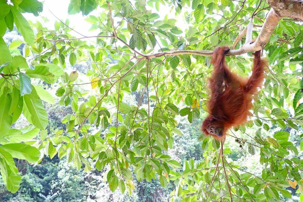 Gino'S Place - Guest House & Jungle Trekking Bukit Lawang Exteriör bild