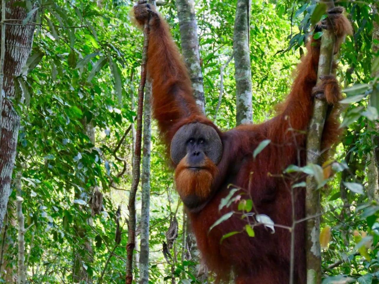 Gino'S Place - Guest House & Jungle Trekking Bukit Lawang Exteriör bild