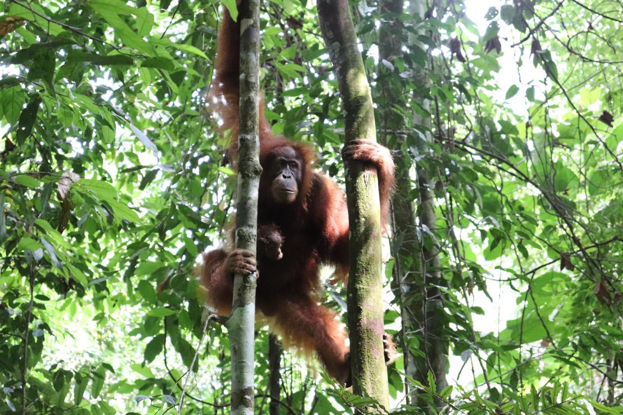 Gino'S Place - Guest House & Jungle Trekking Bukit Lawang Exteriör bild