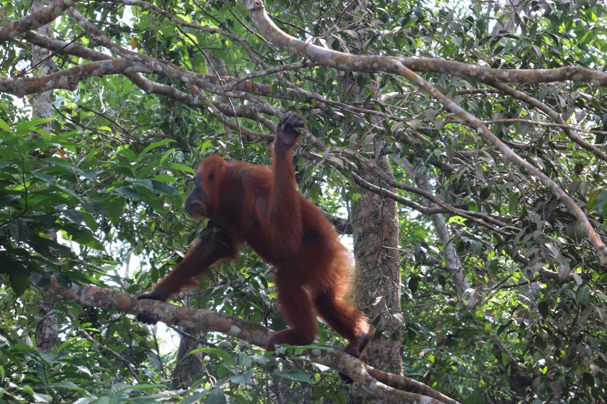 Gino'S Place - Guest House & Jungle Trekking Bukit Lawang Exteriör bild