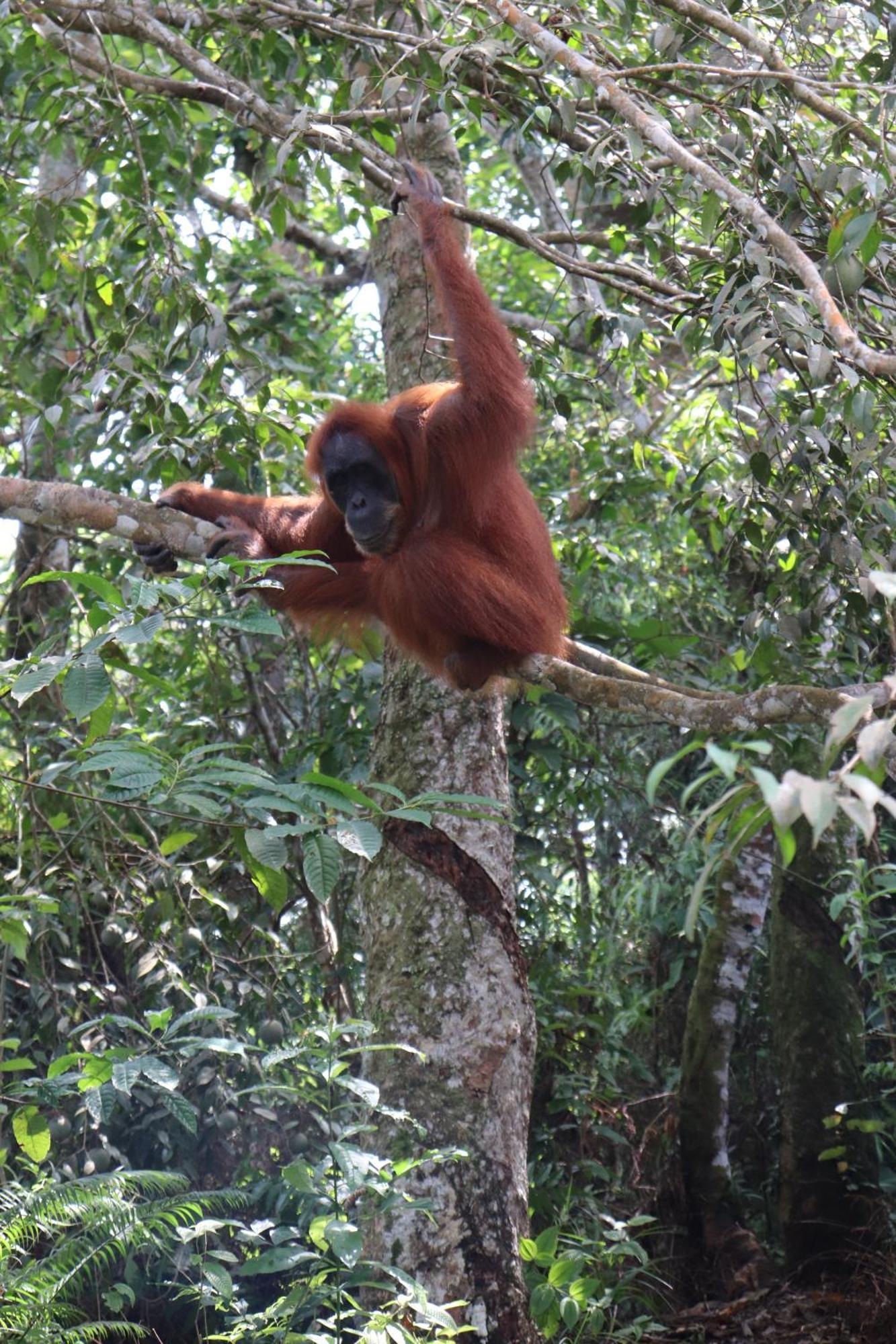 Gino'S Place - Guest House & Jungle Trekking Bukit Lawang Exteriör bild