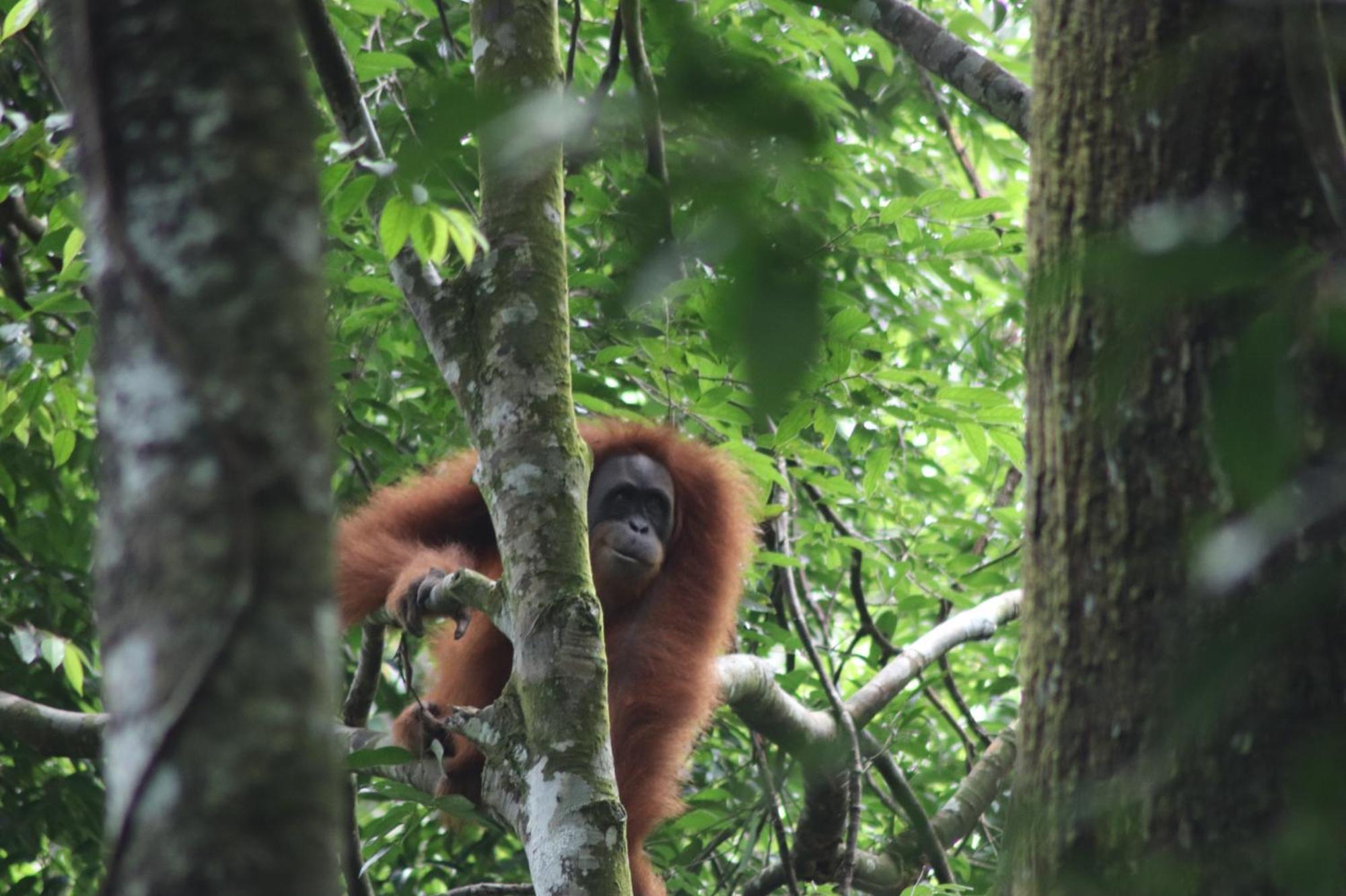 Gino'S Place - Guest House & Jungle Trekking Bukit Lawang Exteriör bild